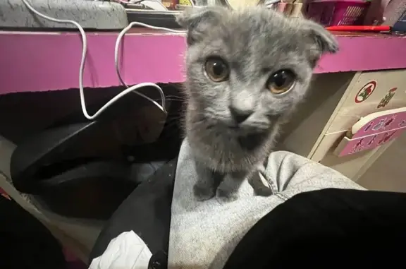 Пропала кошка, Йошкар-Ола — серый котёнок с жёлтыми глазами - photo