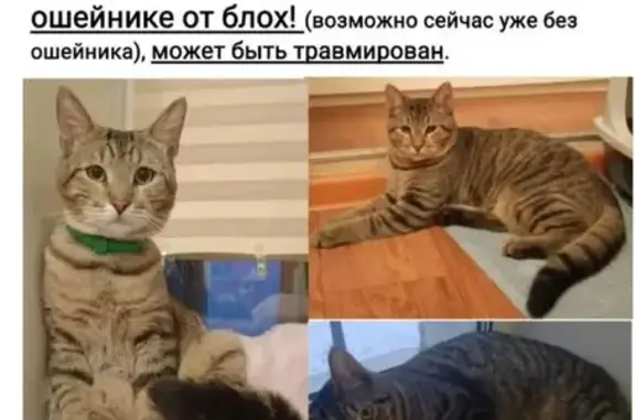 Пропала кошка, Тракторная, д. 15, Санкт-Петербург — серый, в полоску - photo