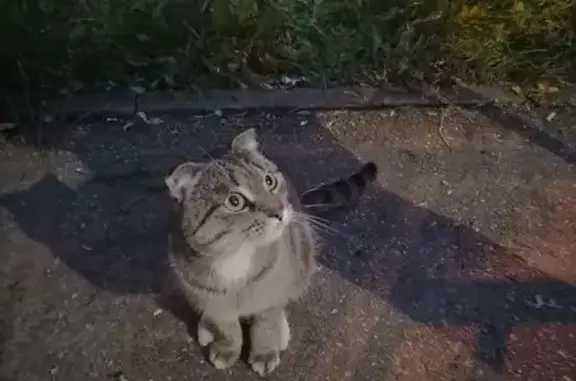 Найденные животные Нижний Новгород, фото: Найдена кошка, Нижний Новгород — появилась на ул. Рубинчика, д. 16
