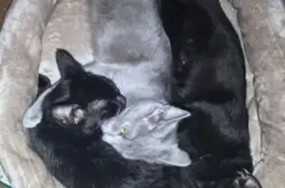 Пропала кошка, Тула — чёрный котик, 4 месяца - photo