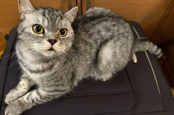 Кошки потеряшки, Ступино, фото: Потеряшка кошка, Деревня Старокурово (г Ступино), Ступино — шотландская прямоухая, отзывается на кличку Мурка