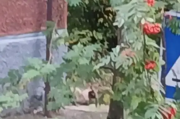 Найденные животные Нижний Новгород, фото: Найдена кошка, Энгельса, Нижний Новгород — похожа на сиамскую