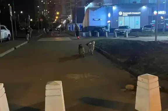 Найдена собака, Москва, фото: Найдена собака, 26-ти Бакинских Комиссаров, д. 13, Москва — белая с чёрными пятнами, хвост рогаликом