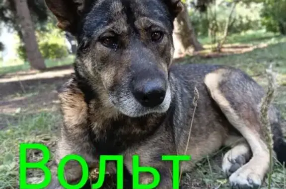 Собака ищет дом, Копейск, Славы — Вольт с грустными глазами - photo