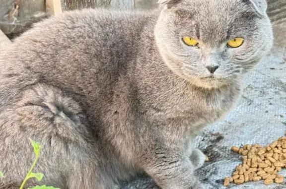 Найденные животные Саранск, фото: Найдена кошка, Саранск, Республиканская, Саранск — породистая, худая и пугливая