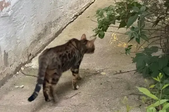 Найдена кошка, Казань, фото: Найдена кошка, Казань (rf1251849)