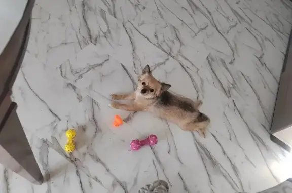 Потерянные животные Шаблыкино, фото: Пропала собака Девочка, Шаблыкино (rl1251946)