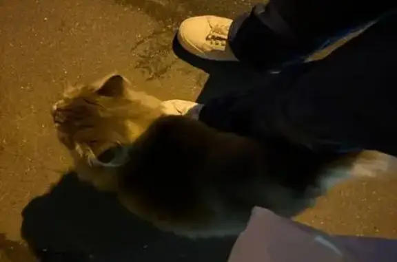 Найдена кошка, Москва, фото: Найдена кошка, Москва, Владыкино (Серпуховско-Тимирязевская) — очень пушистая и ручная