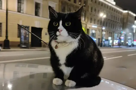 Найдена кошка, Санкт-Петербург, Московский, д. 8 — чёрно-белая с ошейником и колокольчиком - photo