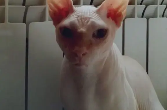 Пропала кошка, Елец, Верхняя, Елец — сфинкс - photo