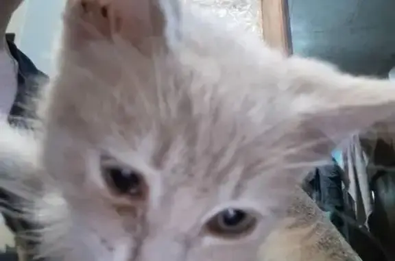Кошка ищет дом, Лиски, 9 Мая, Лиски — спокойная, приучена к лотку - photo