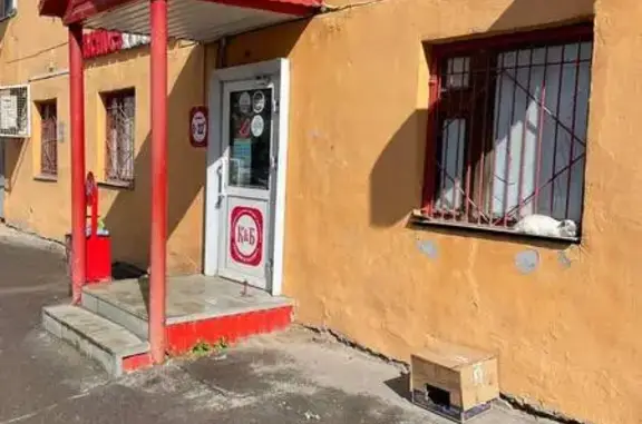 Найденные животные Кострома, фото: Найдена кошка, Нижняя Дебря, д. 53, Кострома — породистая со светлой шерстью