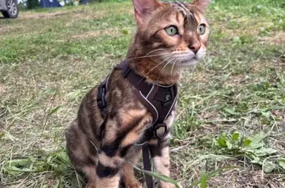Пропала кошка, Декабристов, д. 4, Полевской — бенгал - photo