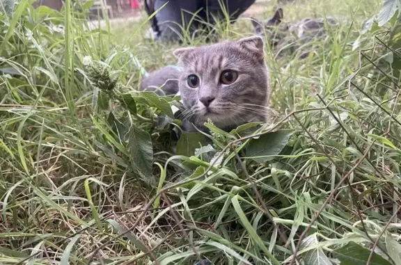 Пропала кошка, Махачкала, Зои Космодемьянской — кастрированный вислоухий кот - photo