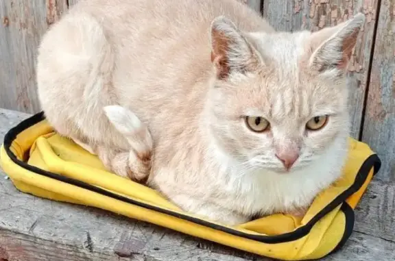 Пропала кошка, Андриабужная, Орёл — кот Барсик, частный сектор - photo
