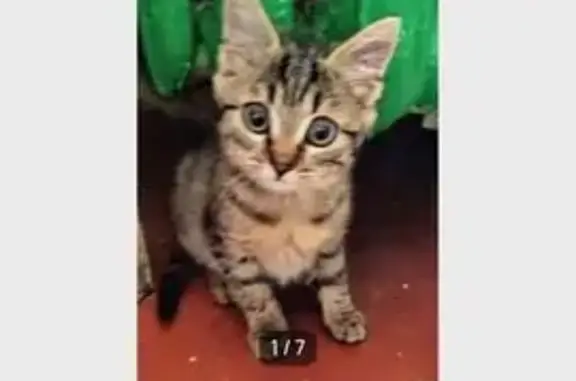 Пропала кошка-девочка, Ярославль — котёнок 3 месяца, шпротного цвета - photo