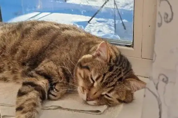 Пропала кошка, Комсомольский 5-й, д. 18, Малоярославец — крупная, коричнево-серая в полоску - photo