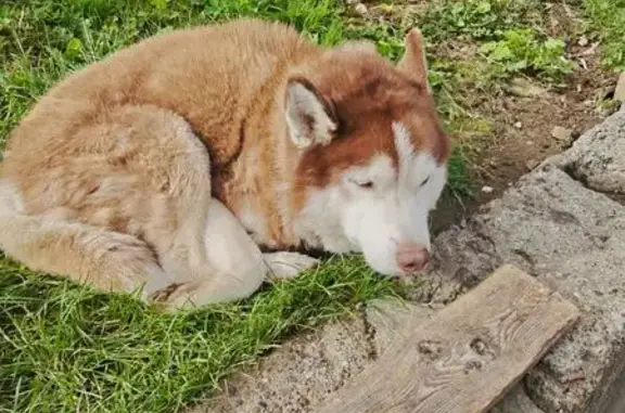 Найдена собака, Нижний Новгород, фото: Найдена собака, Кащенко, д. 9, Нижний Новгород — худая, пришла от «Пятёрочки»
