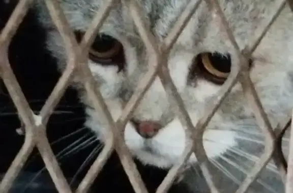 Найдена кошка, Санкт-Петербург, фото: Найдена кошка, Санкт-Петербург, Полюстровский, Санкт-Петербург — серебряного цвета, белая мордочка