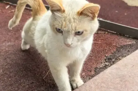 Найдена кошка, Казань, фото: Найдена кошка, Салиха Батыева, д. 11, Казань — бегает по улице