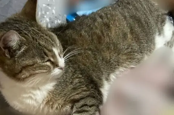 Пропала кошка, Ленина, д. 279, Азов — 13 лет, повреждён глаз - photo