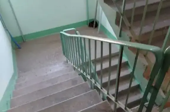 Найдена кошка, Тула, фото: Найдена кошка, Революции, Тула — найдена в подъезде