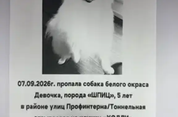 Пропала собака, Боржомский, д. 6, Ростов-на-Дону — девочка Холли откликается на кличку - photo