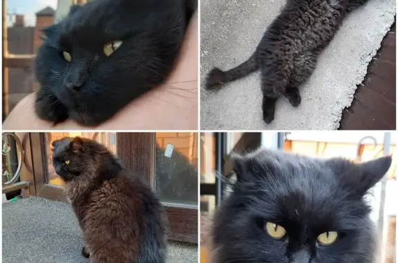 Пропала кошка, Гаврилова, д. 1В, Елабуга — одно ушко прижато - photo