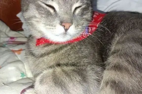 Найдена кошка, Пермь, фото: Найдена кошка, Голева, д. 5а, Пермь — взрослый кот с банданой и браслетом