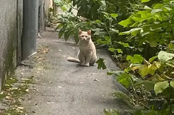 Найдена кошка, Уфа, фото: Найдена кошка, ул. Менделеева, д. 215, Уфа — кремовый окрас, полосатый хвост