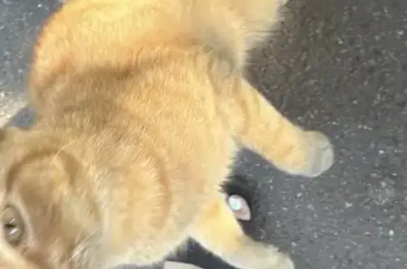 Найдена кошка, Краснодар, Кореновская, д. 39/1 — ласковый домашний кот - photo