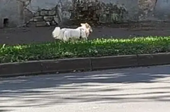 Найденные животные Кострома, фото: Найдена собака, Текстильщиков, д. 45/25, Кострома — маленькая, белая, лохматая