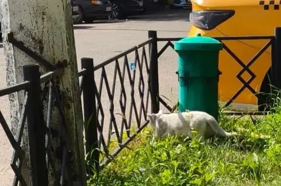 Найдена кошка, Жуковский, фото: Найдена кошка, Набережная Циолковского, д. 3, Жуковский — белая, боится людей