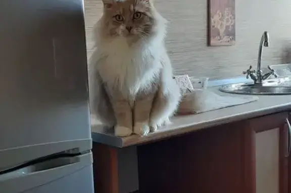 Объявления о пропавших и найденных животных, Хабаровск, фото: Пропала кошка, Серышева, д. 46, Хабаровск — самец, персиковый окрас