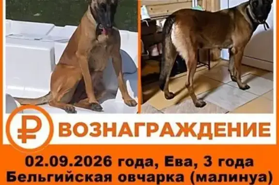Пропала собака, Деревня Коледино (г Подольск), Подольск — ошейник цвета хаки - photo