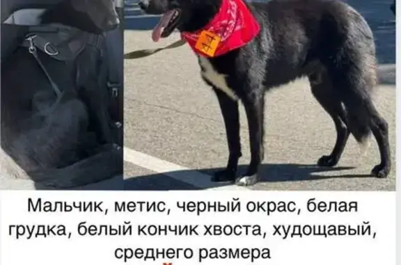 Пропала собака, ул. Верземнека, д. 2, Москва — 8 месяцев, белая грудь - photo
