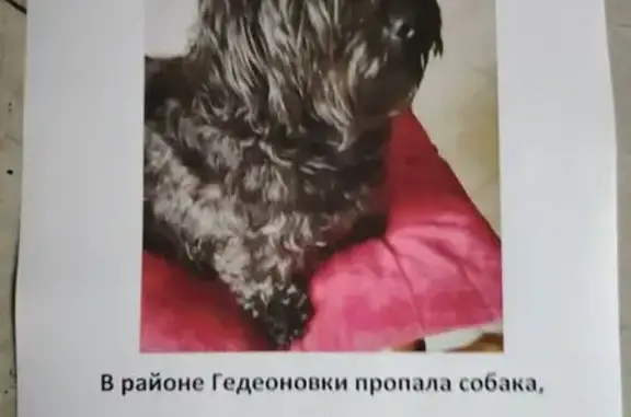 Пропала собака, Поселок Плембаза, д. 27, Плембаза — русская цветная болонка - photo