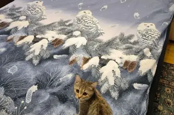 Кошки потеряшки, Коркино, фото: Потеряшка кошка, Колхозная, д. 7, Коркино — ласковая и общительная
