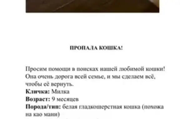 Пропала кошка, Ноксинский Спуск, д. 8а, Казань - photo