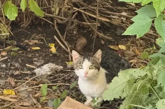 Найдена кошка, Казань, фото: Найдена кошка, Район Кировский (г Казань), Комсомольская, д. 1, Казань — домашняя, боится людей