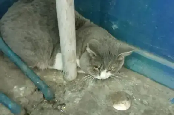 Найдена кошка, Липецк, фото: Найдена кошка, Адмирала Макарова, д. 2а, Липецк — напугана, отказывается от еды