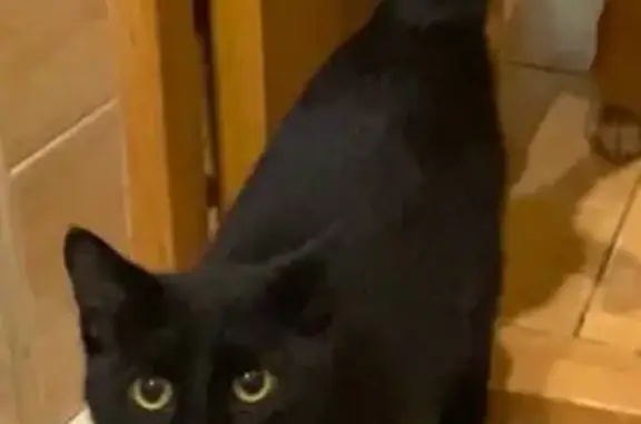 Кошки потеряшки, Сукко, фото: Потеряшка кошка, девочка, Село Сукко, Строителей, д. 10, Сукко — небольшая и стройная