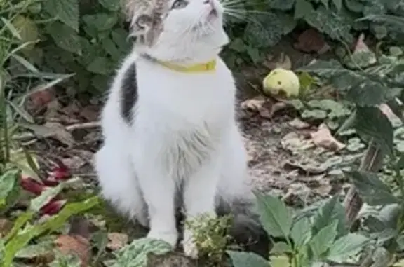 Кошки потеряшки, Солнечногорск, фото: Потеряшка кошка, Микрорайон Новые дома (пгт Чашниково) (г Солнечногорск), д. 7, Солнечногорск — белая с чёрным окрасом