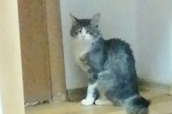 Кошки потеряшки, Уфа, фото: Потеряшка кошка Мальчик, Уфа (rl1255287)