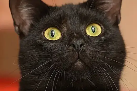 Пропала кошка Мальчик, Шахунья (rl1255299) - photo