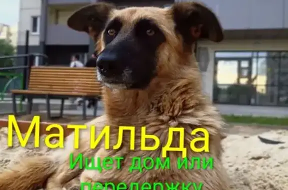 Собака ищет дом, Копейск (RH1255336) - photo