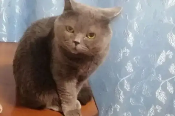 Пропала кошка, Запорожская 61, Новокузнецк — кот британец - photo