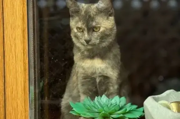 Пропала кошка Девочка, Краснодар (rl1255684) - photo