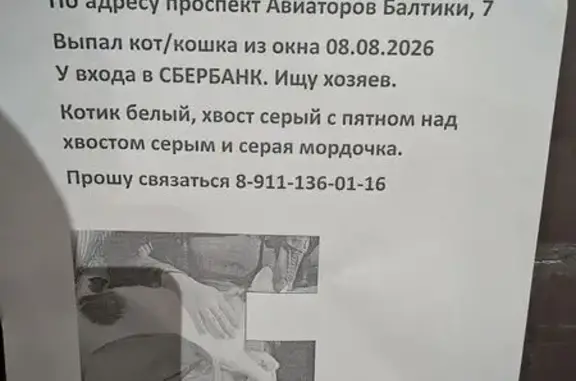 Найдена кошка, Мурино, фото: Найдена кошка, Мурино (rf1255725)
