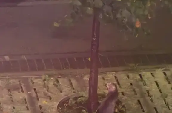 Найдена кошка, Екатеринбург, фото: Найдена кошка, Район Чкаловский (г Екатеринбург), Лучистая, д. 16, Екатеринбург — кричит по ночам